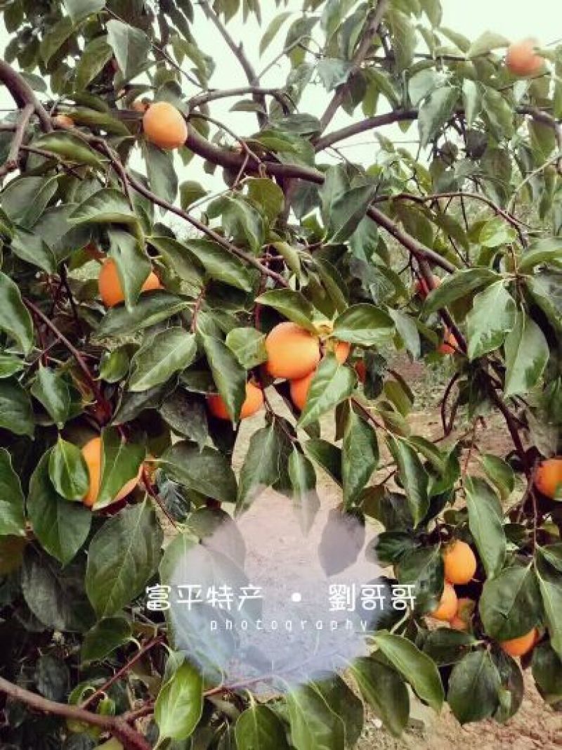 柿饼2~2.5两