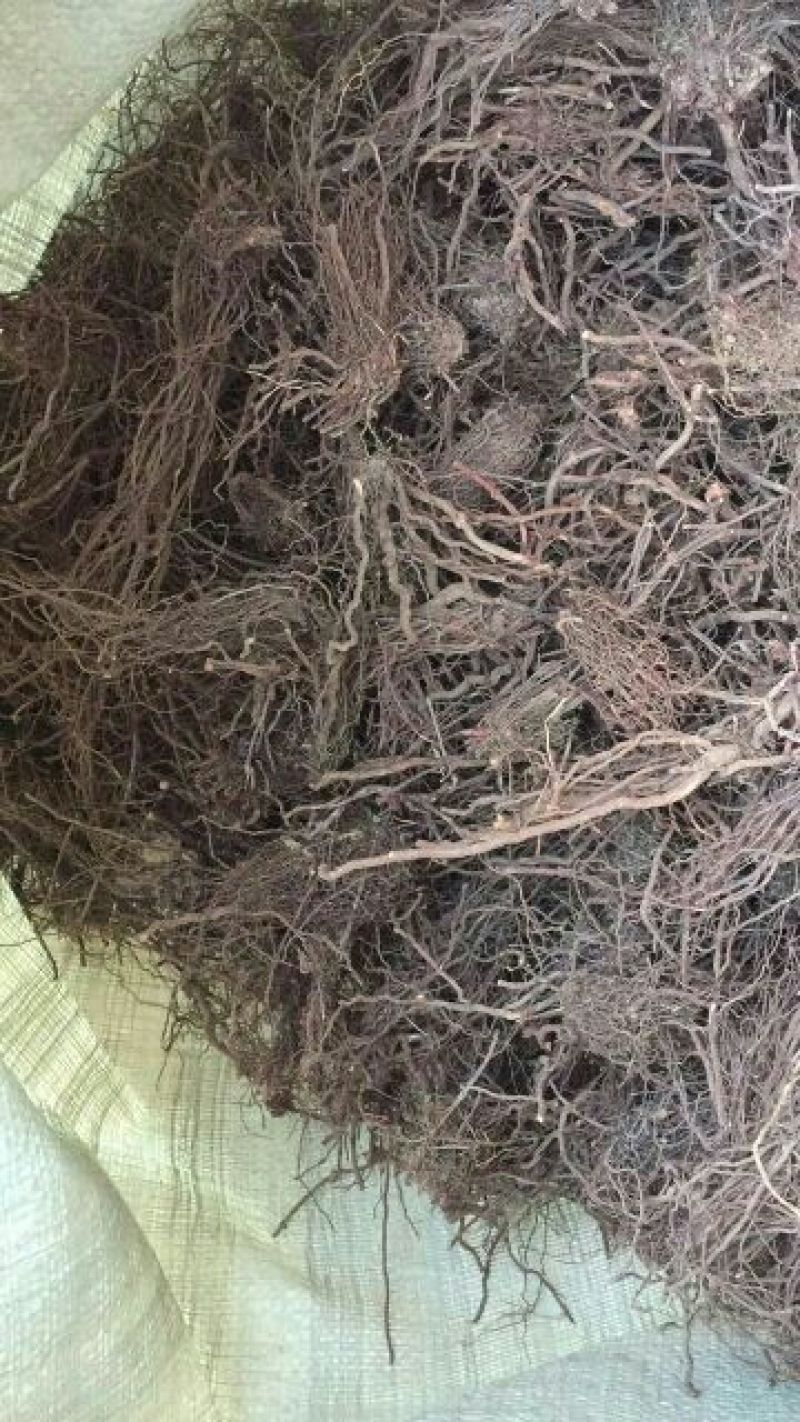 茜草