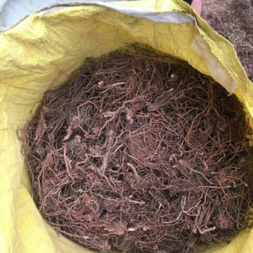 茜草