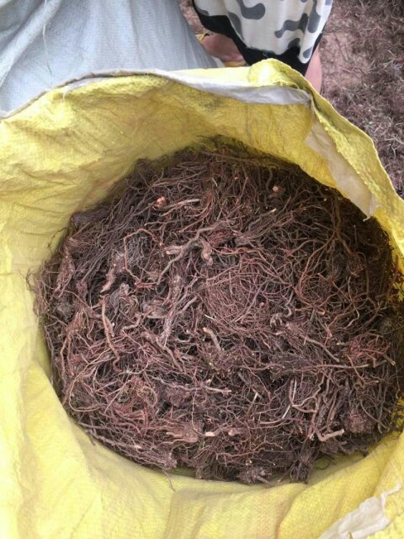 茜草