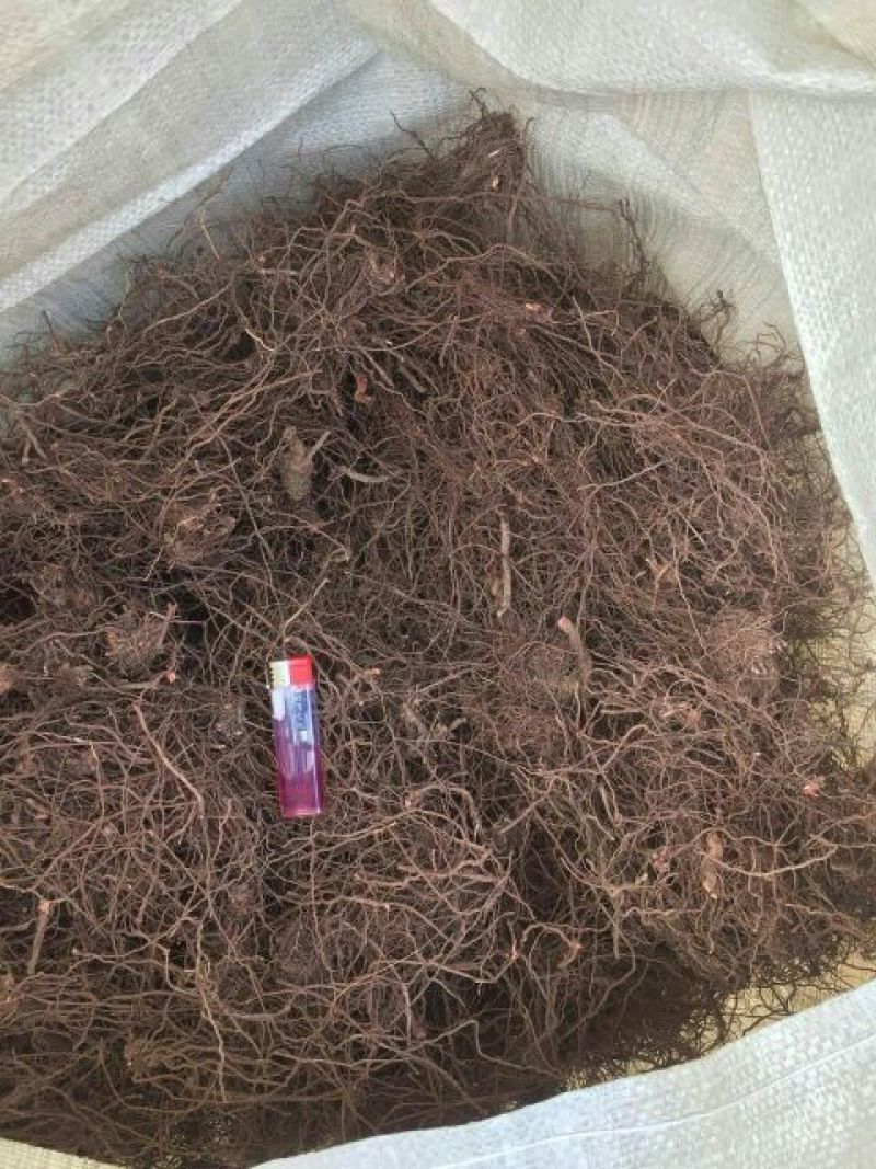 茜草