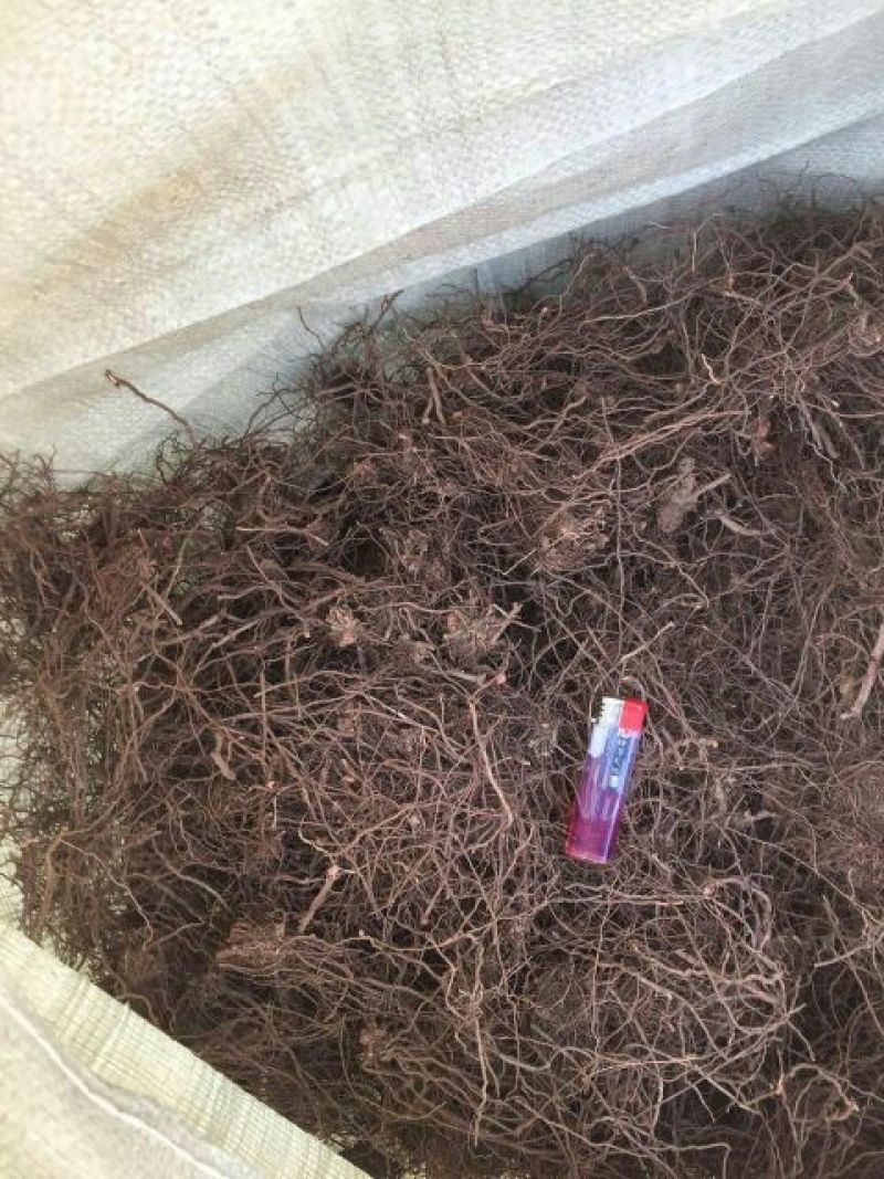 茜草