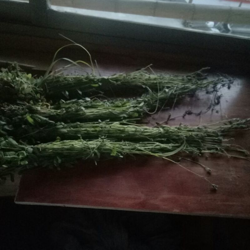 鬼羽箭