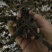 白芍种苗白芍芽，一颗三个芽头
