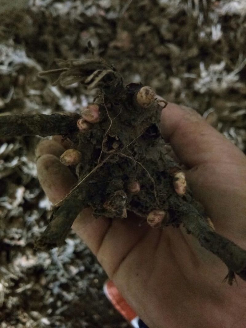 白芍种苗白芍芽，一颗三个芽头