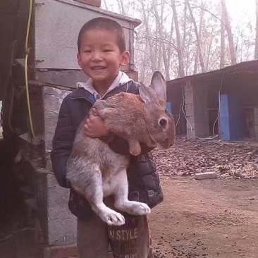 种兔肉兔种兔价格，种兔