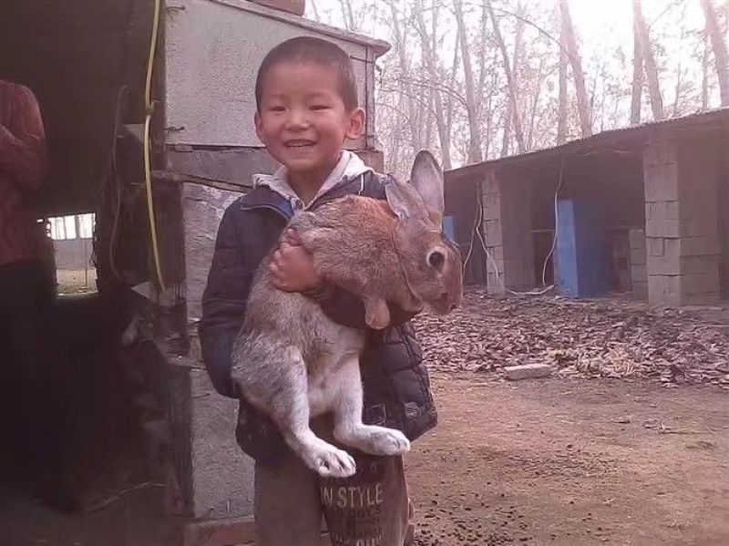 种兔肉兔种兔价格，种兔
