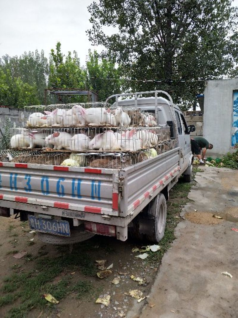 种兔肉兔种兔价格，种兔