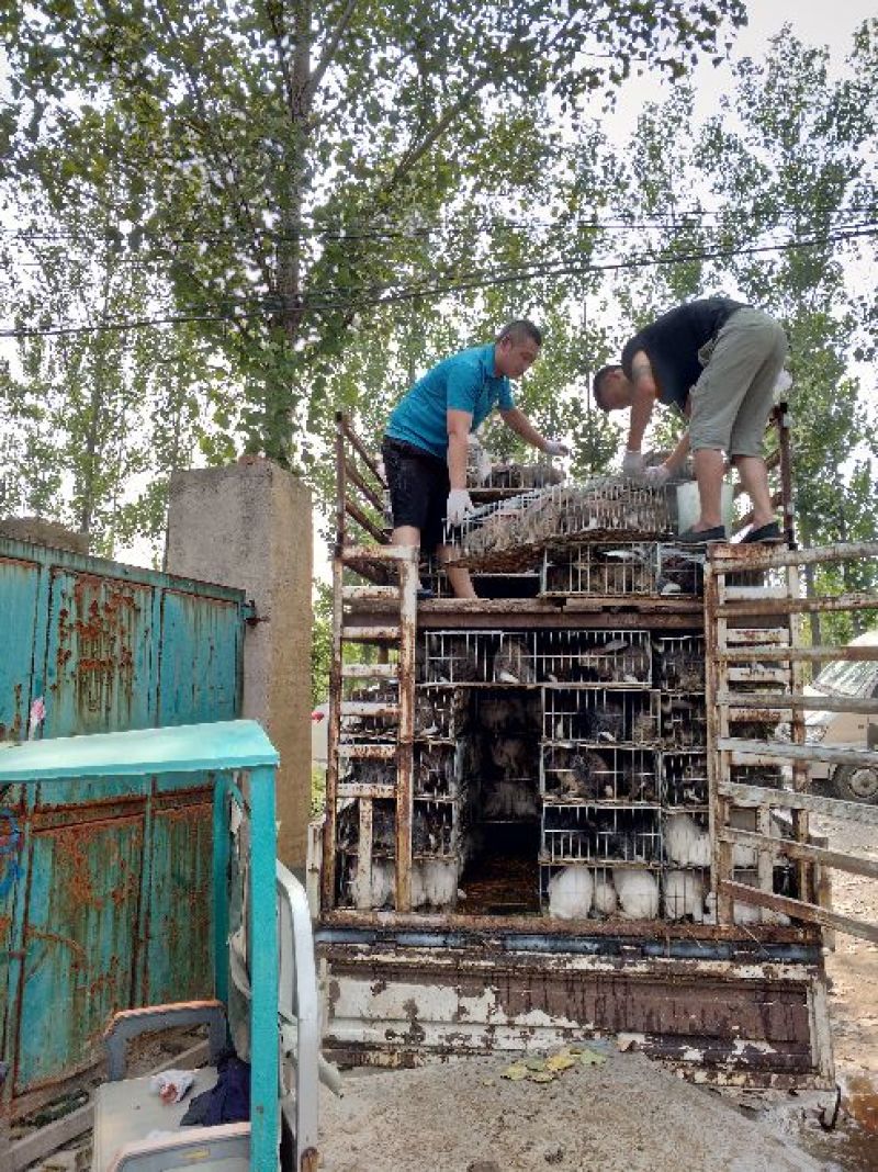 种兔肉兔种兔价格，种兔