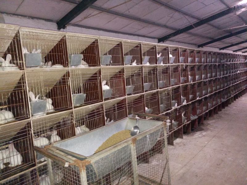 种兔肉兔种兔价格，种兔