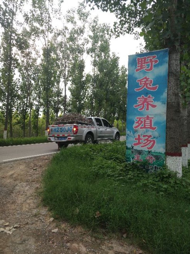 种兔肉兔种兔价格，种兔