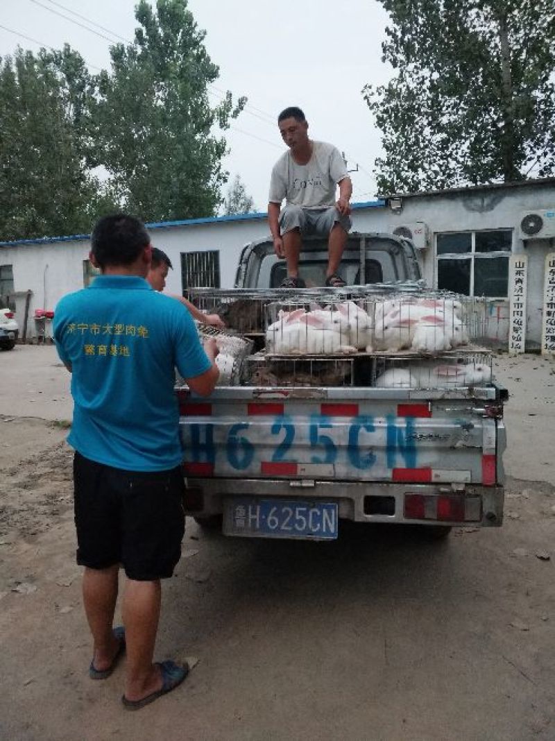 种兔肉兔种兔价格，种兔