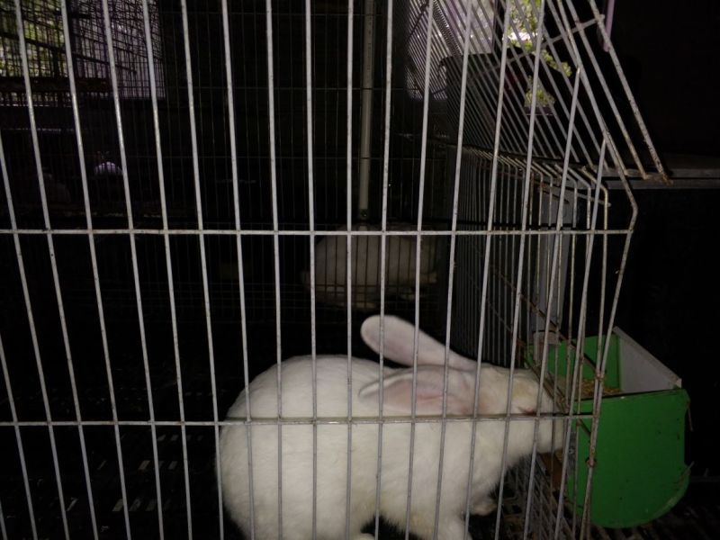 种兔肉兔种兔价格，种兔