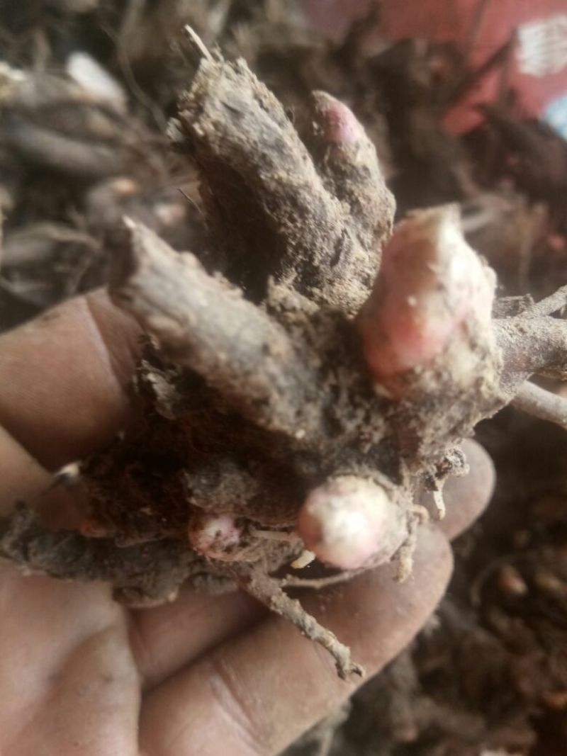 白芍种苗
