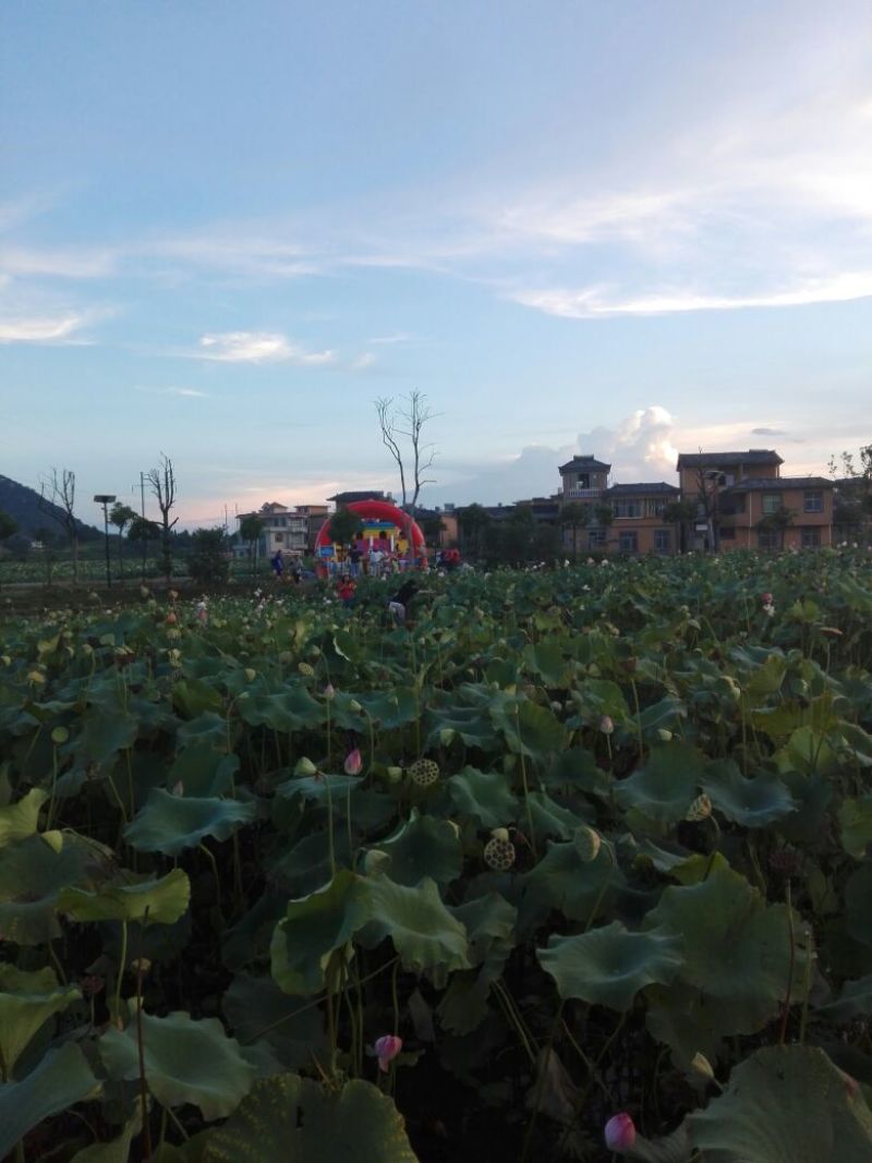 莲子一级干莲子