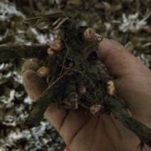 白芍种苗