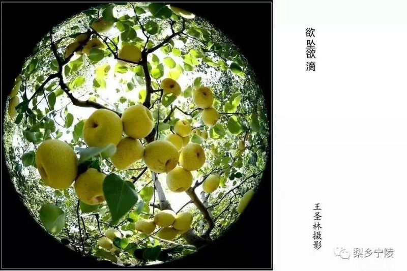酥梨光果300~350g