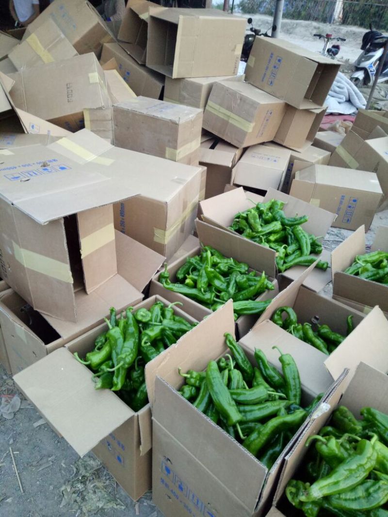 大棚301辣椒15~20厘米微辣青