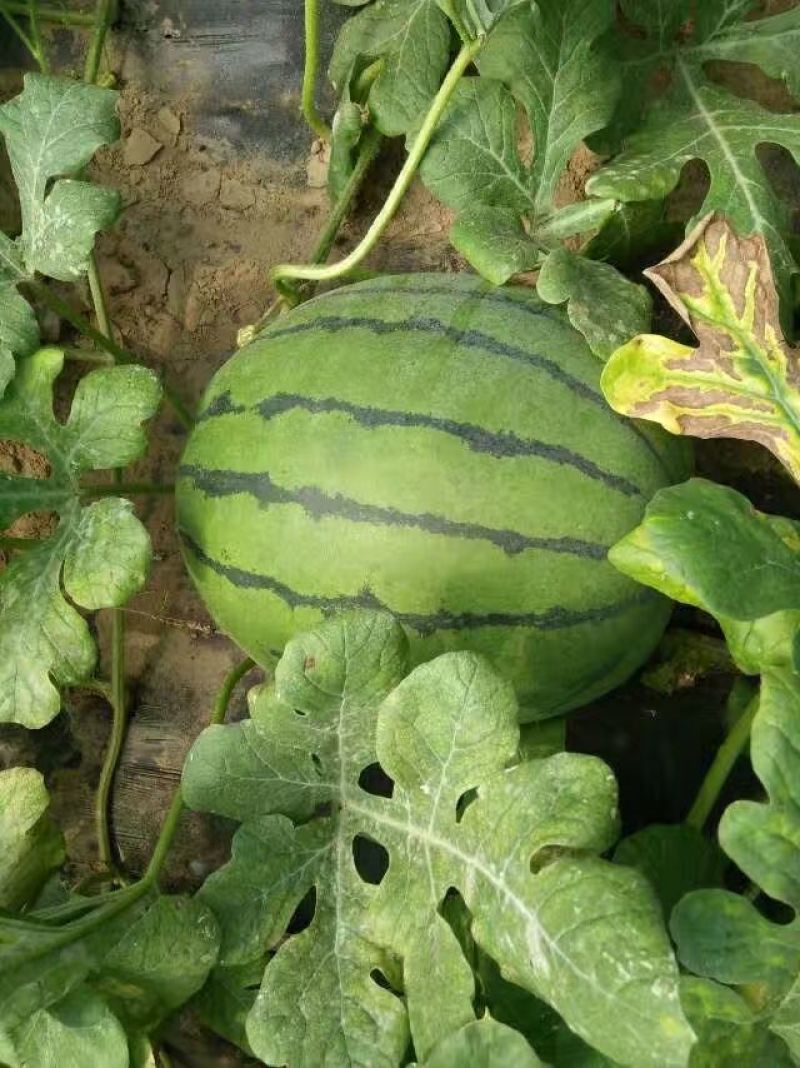京欣西瓜10斤打底8成熟1茬