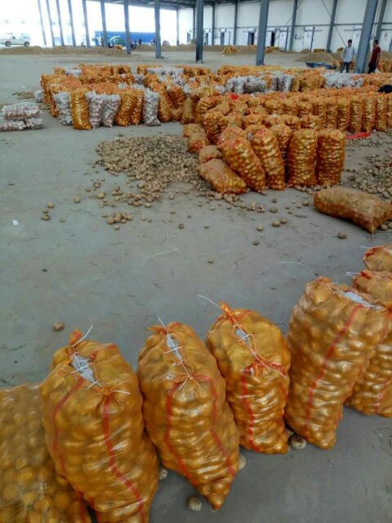 土豆精品1~3两，三两通天，大量供应各大批发商超市