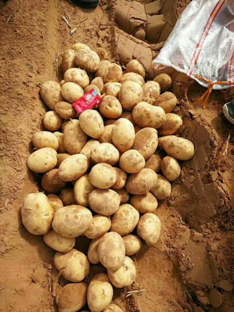 土豆精品1~3两，三两通天，大量供应各大批发商超市