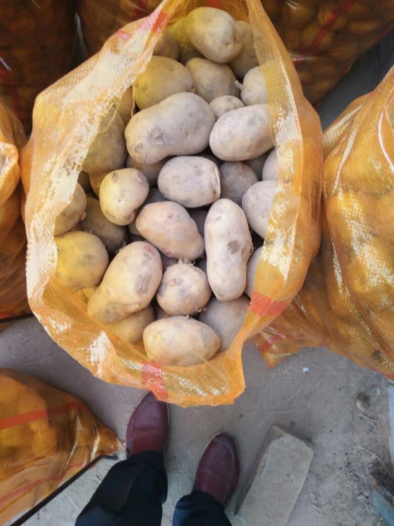 土豆精品1~3两，三两通天，大量供应各大批发商超市