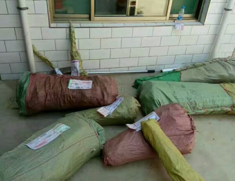 樱桃树10cm以下