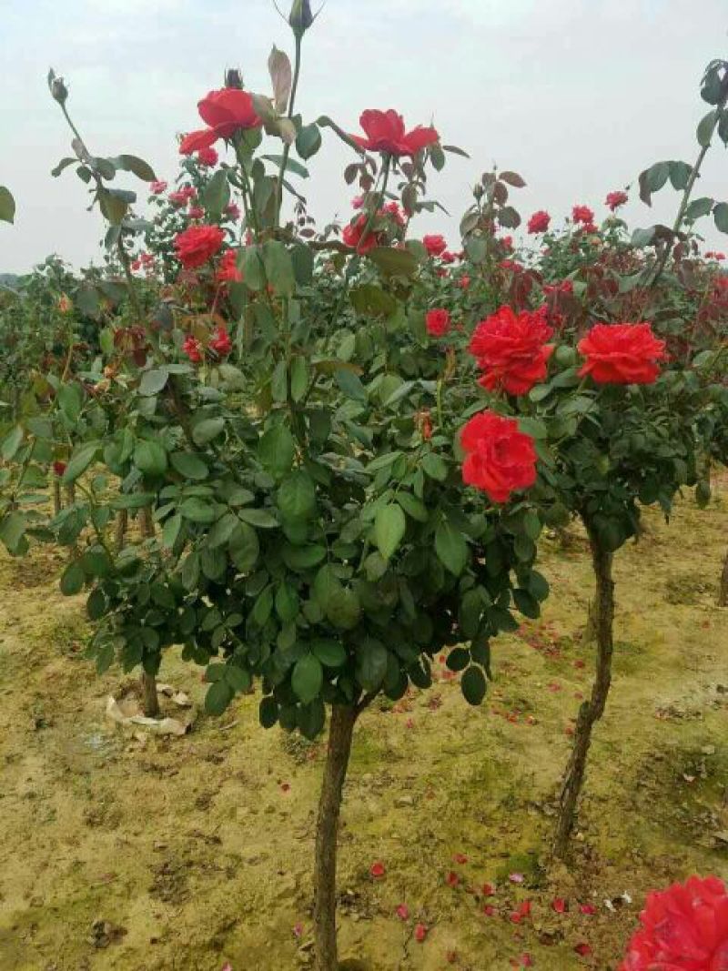 河南南阳供应树桩月季品种齐全成活率高花期长一手货源
