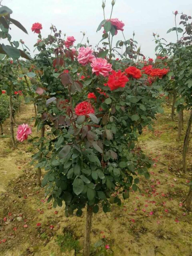 河南南阳供应树桩月季品种齐全成活率高花期长一手货源