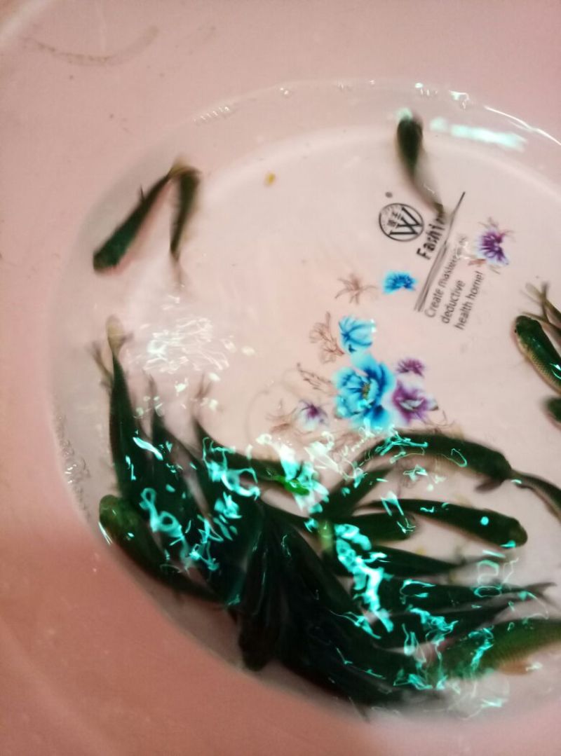 百亩放心鱼苗厂，人工养殖精品草鱼苗10cm，每天固定走货