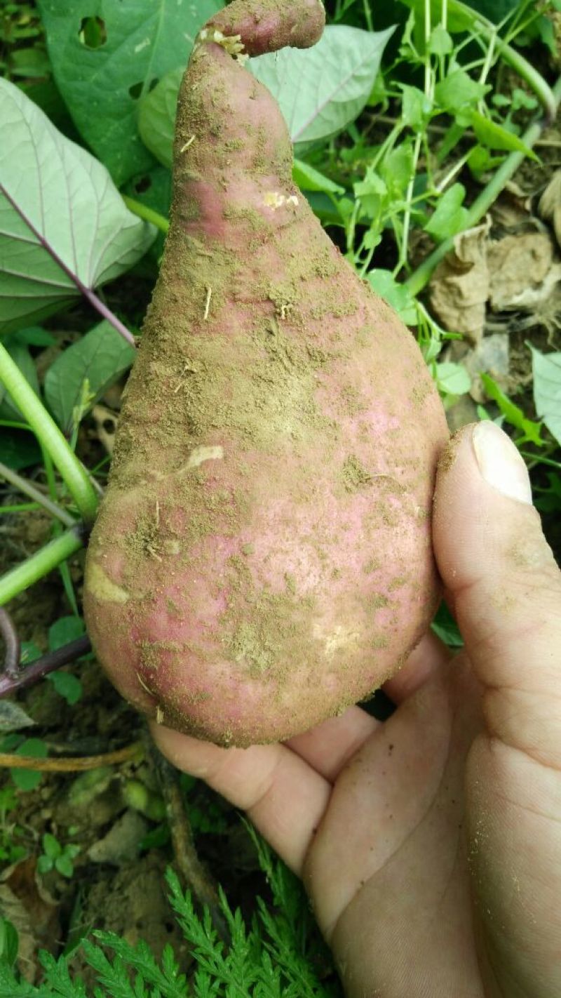 龙薯9号白心3两以上