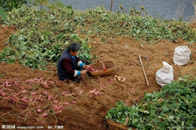 龙薯9号白心3两以上