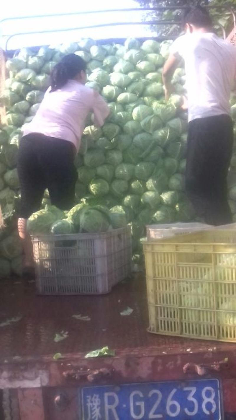 扁包菜！奥其娜！产地直供，货源充足！新鲜应季蔬菜