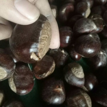 油栗炒栗种中栗