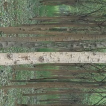 国槐1~2米10~12cm8~10cm