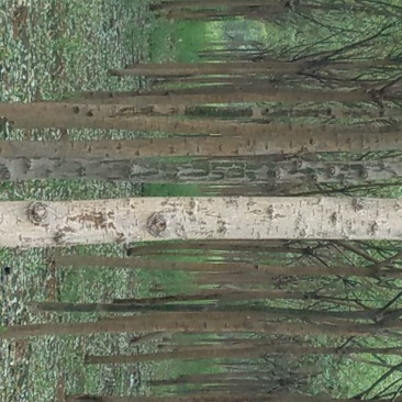 国槐1~2米10~12cm8~10cm