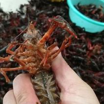 克氏原螯虾与成鱼混养5-7钱（25-35克）食用活虾