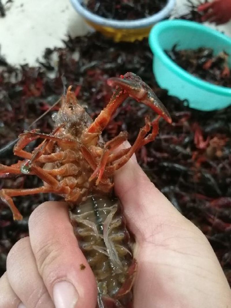 克氏原螯虾与成鱼混养5-7钱（25-35克）食用活虾