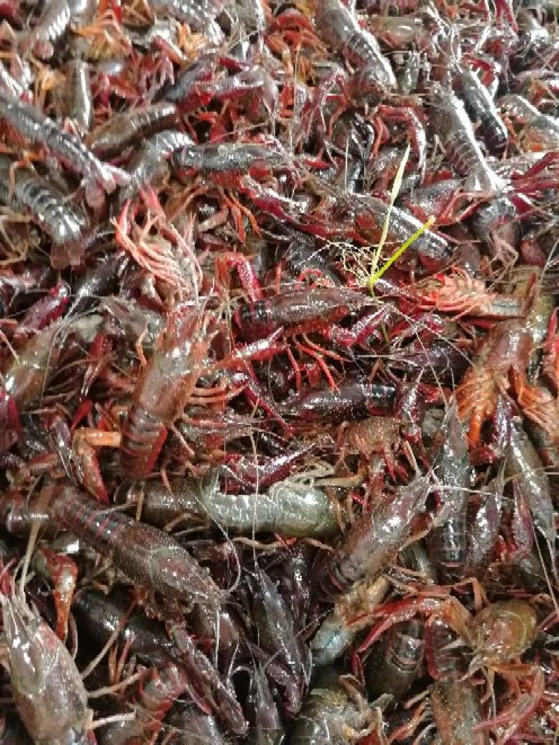 克氏原螯虾与成鱼混养5-7钱（25-35克）食用活虾