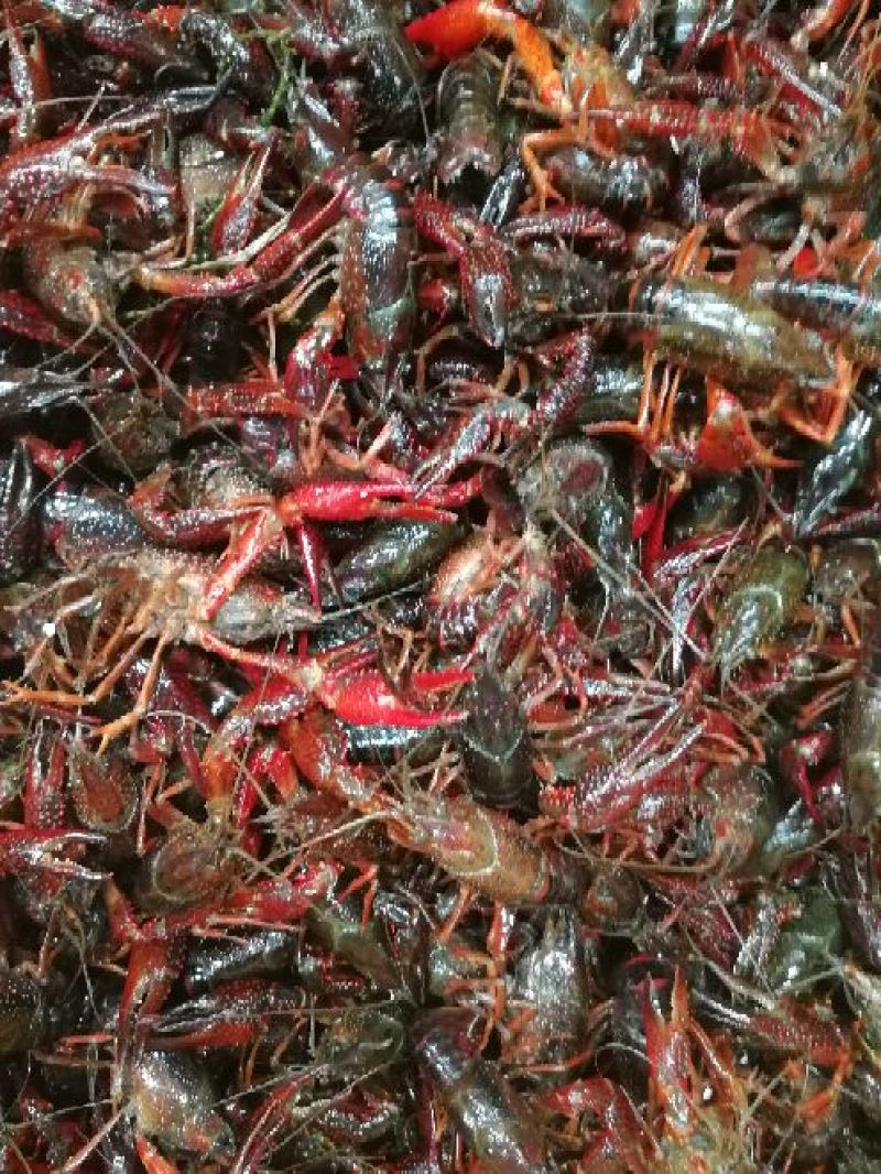 克氏原螯虾与成鱼混养5-7钱（25-35克）食用活虾