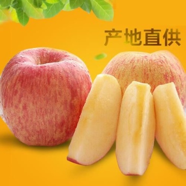 红富士苹果70mm以上纸袋