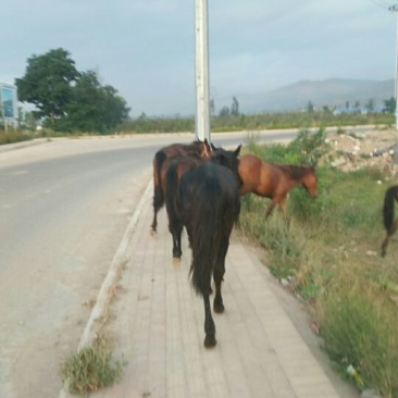 肉马300~400kg