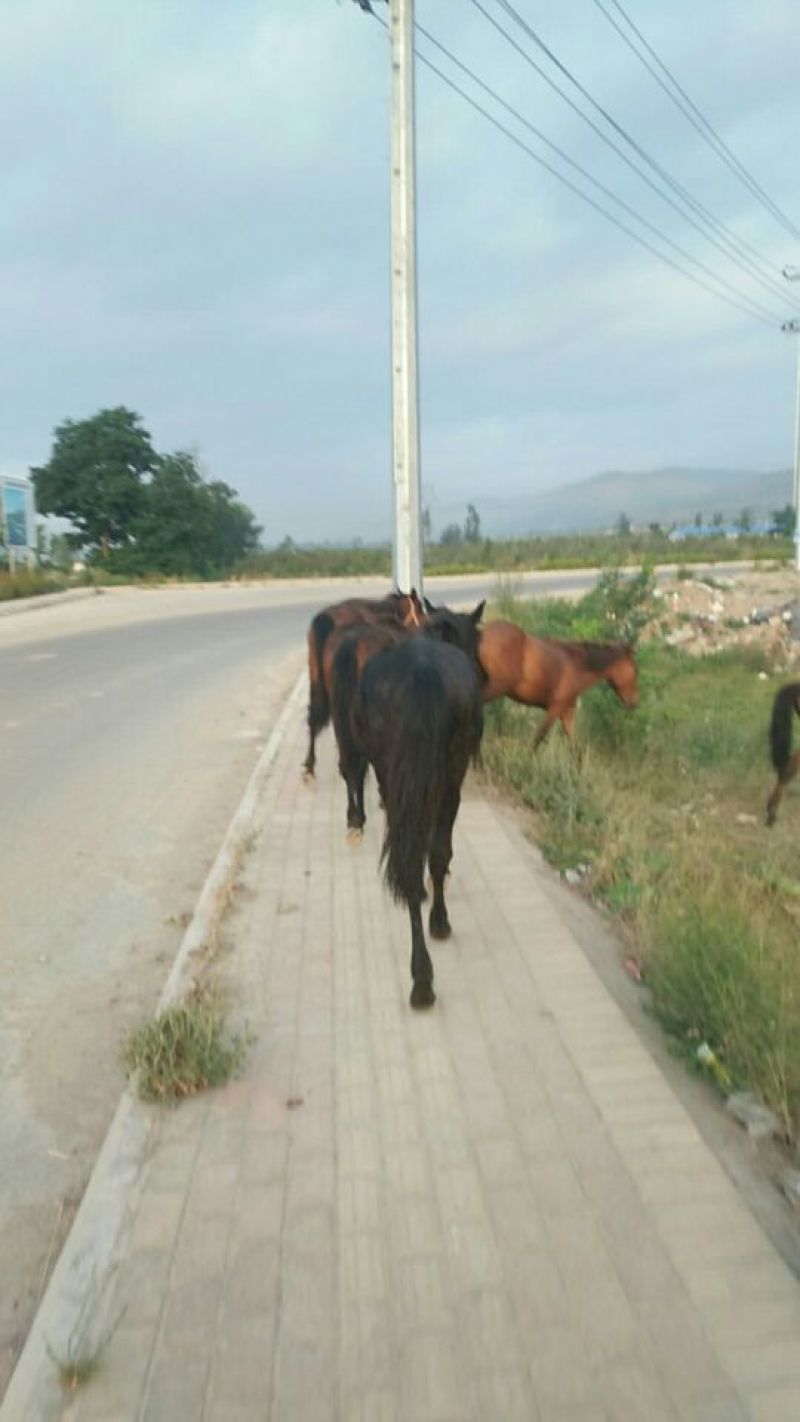 肉马300~400kg