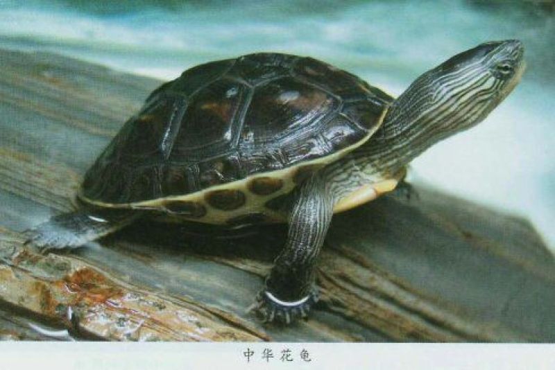 乌龟1~1.5斤