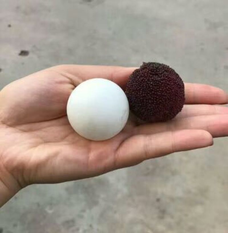 水果苗杨梅苗东魁杨梅苗阳台盆栽庭院均可种植