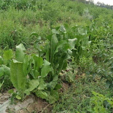 辣根