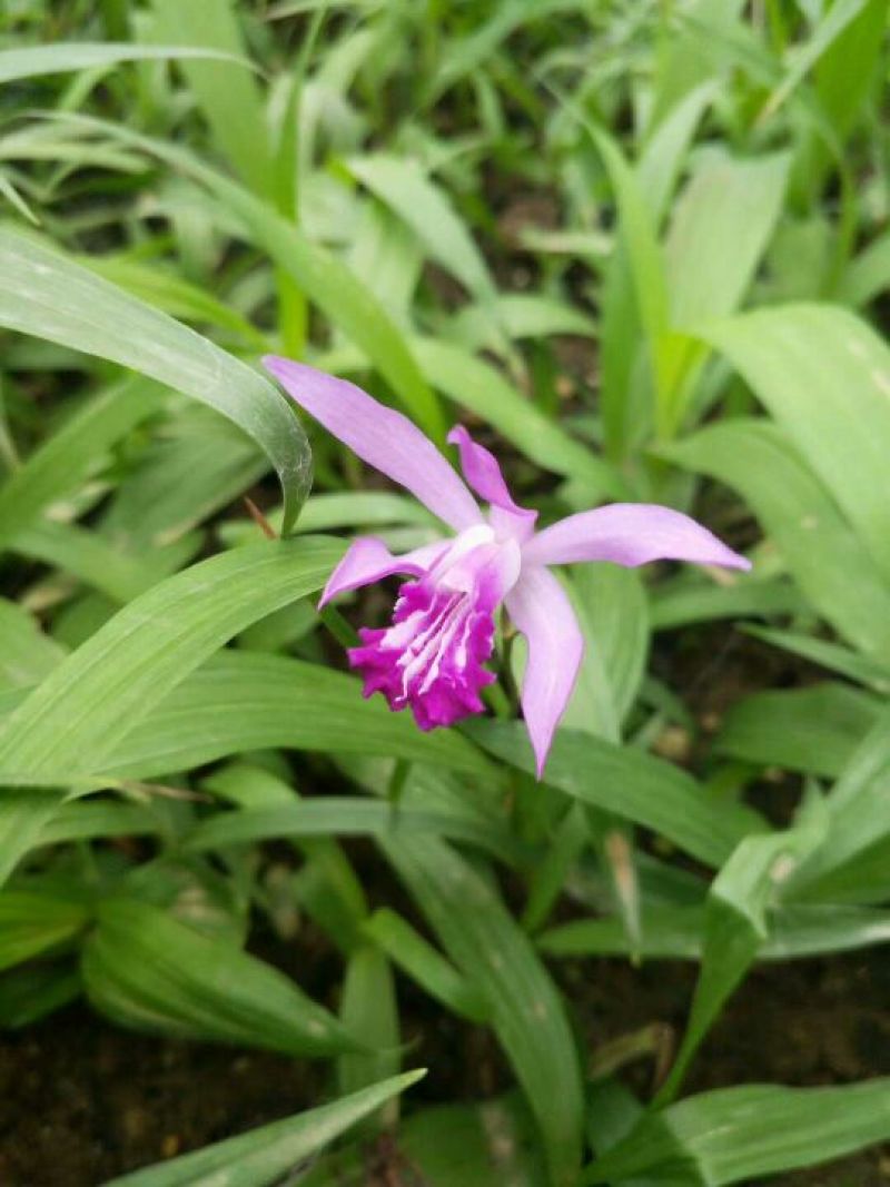 白芨种苗30~40cm
