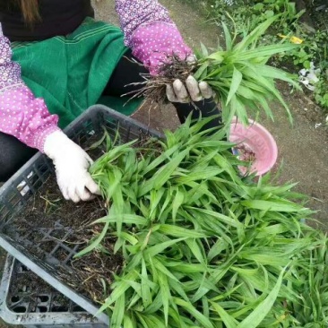 白芨种苗30~40cm