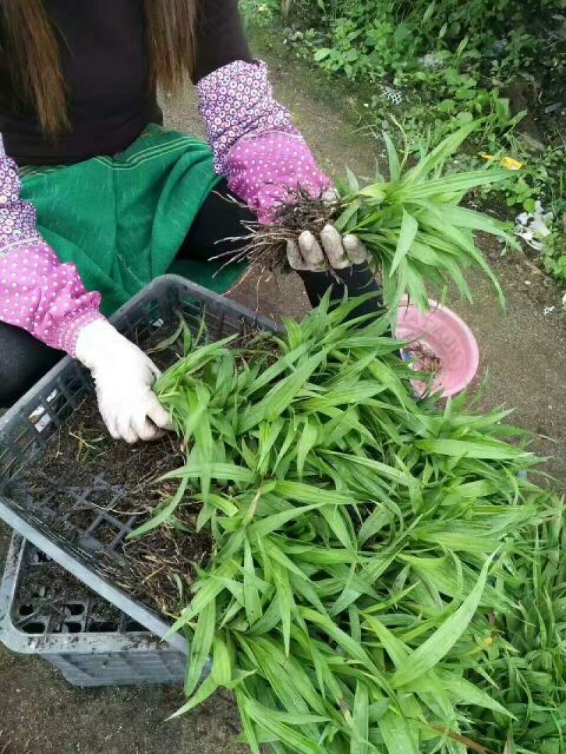白芨种苗30~40cm