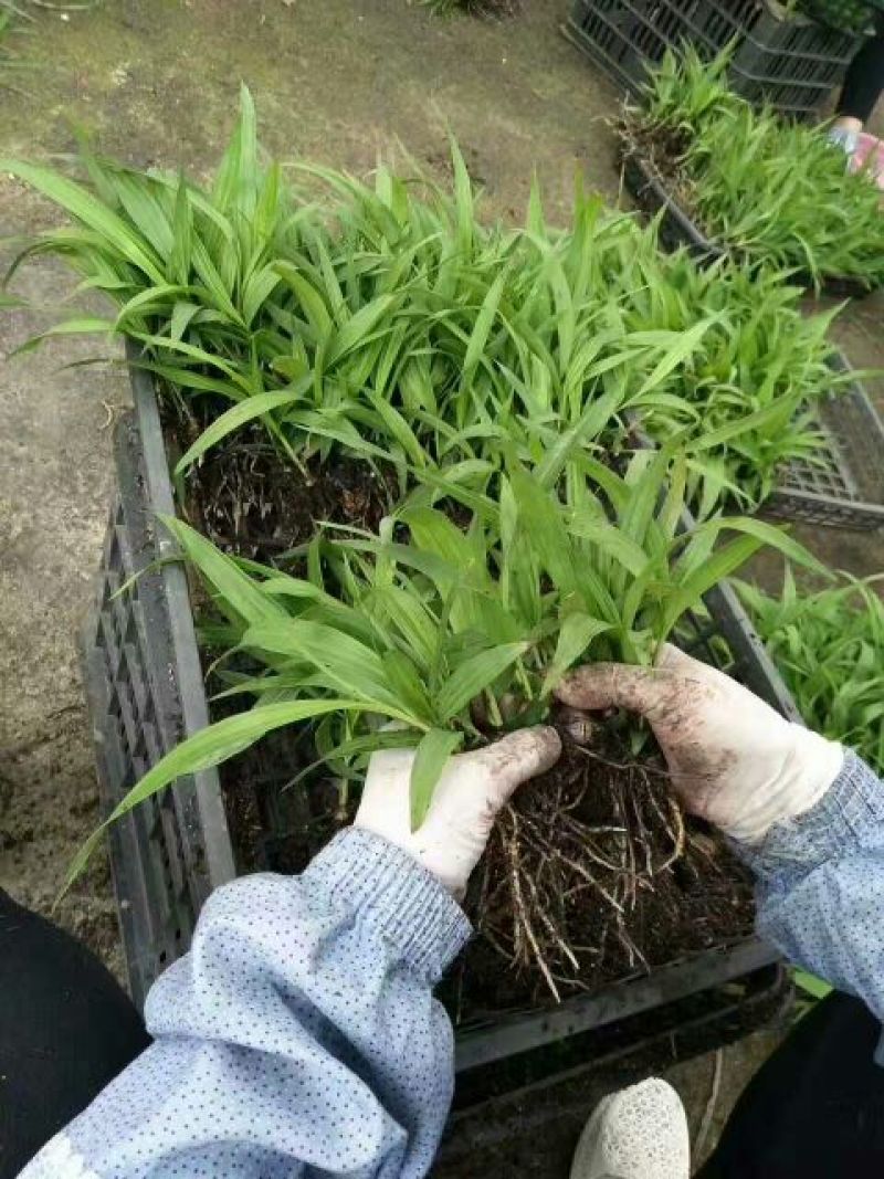 白芨种苗30~40cm